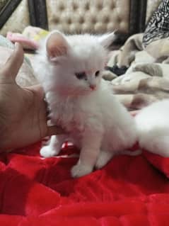 persian semi punch kittens  triple coated different prices