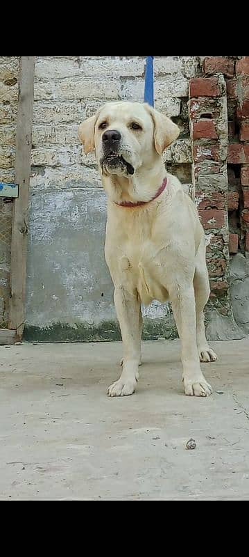 lab male for sale high quailty cnfrm stud male0/3/1/5/6/5/2/1/4/8/6 0