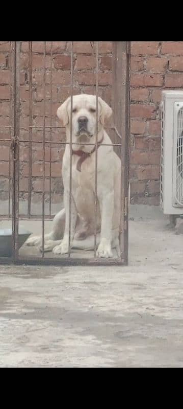 lab male for sale high quailty cnfrm stud male0/3/1/5/6/5/2/1/4/8/6 2