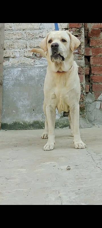 lab male for sale high quailty cnfrm stud male0/3/1/5/6/5/2/1/4/8/6 3