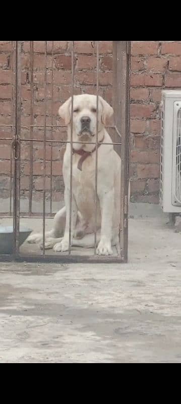 lab male for sale high quailty cnfrm stud male0/3/1/5/6/5/2/1/4/8/6 4