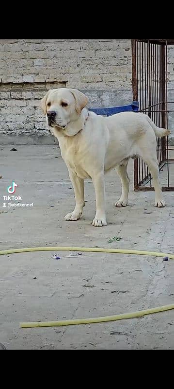 lab male for sale high quailty cnfrm stud male0/3/1/5/6/5/2/1/4/8/6 5