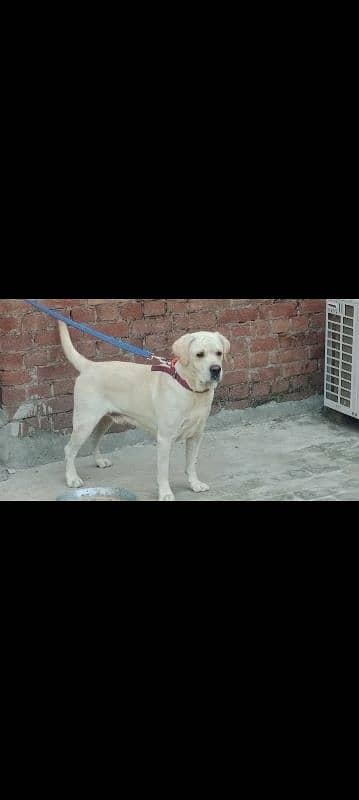 lab male for sale high quailty cnfrm stud male0/3/1/5/6/5/2/1/4/8/6 7