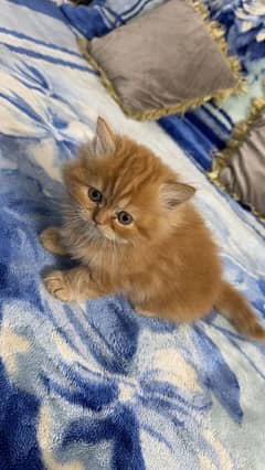 Persian cat