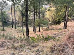 1 Kanal Residential for sale in Pine Wood Club Near Patriata