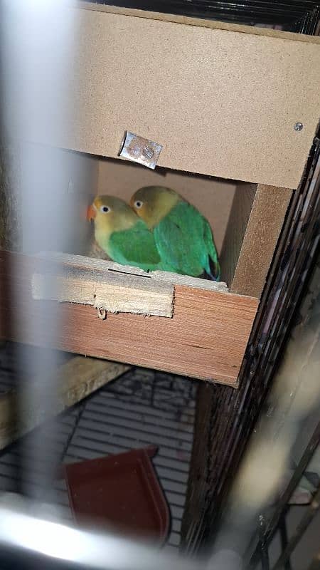 love birds 2