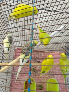 Budgies parrot breader pairs