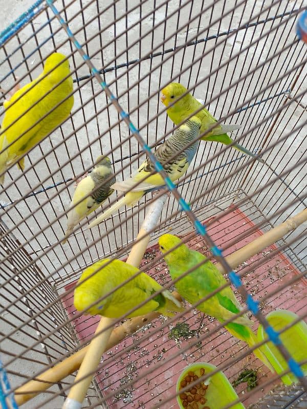 Budgies parrot breader pairs 1