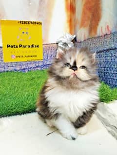 Persian bicolor and white kittens