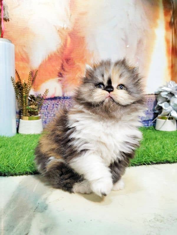 Persian bicolor and white kittens 2