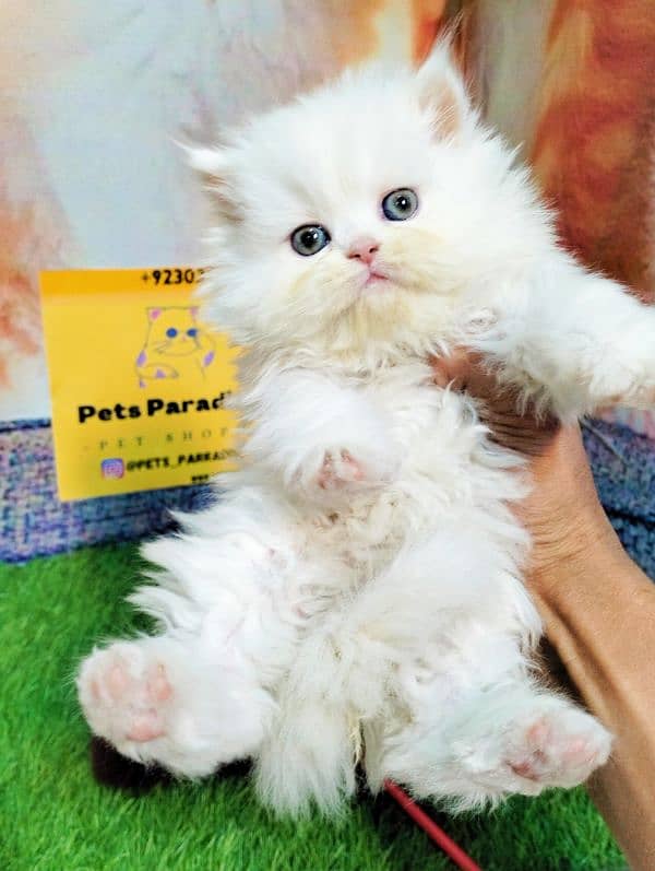 Persian bicolor and white kittens 4