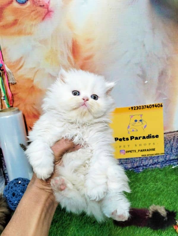 Persian bicolor and white kittens 5