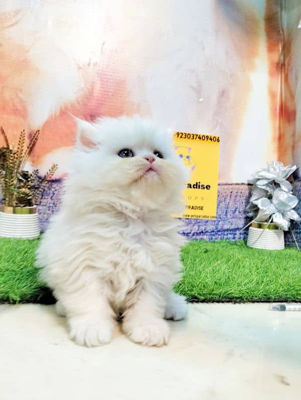 Persian bicolor and white kittens 7