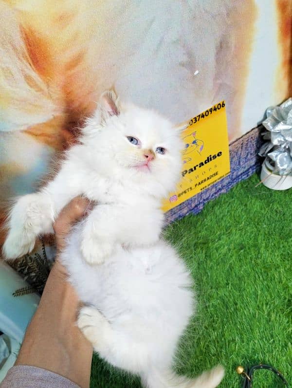 Persian bicolor and white kittens 8