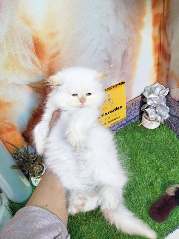 Persian bicolor and white kittens 9