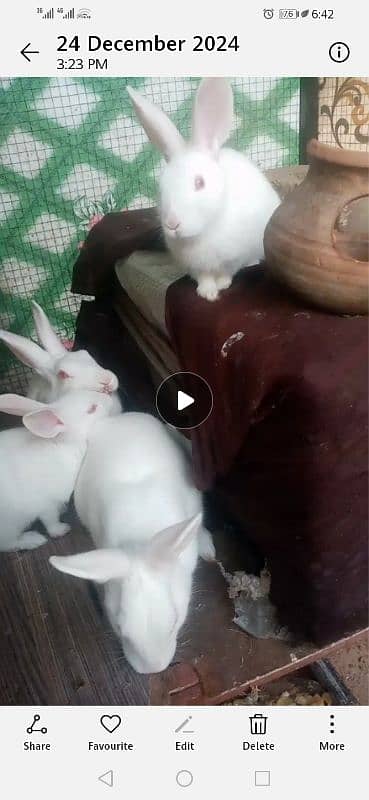 White rabbit red eyes female03349278707 2