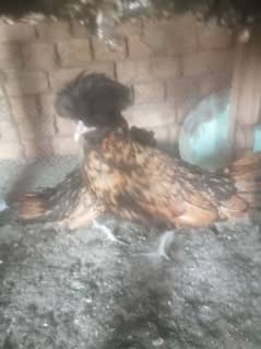 5 month old polish hens female