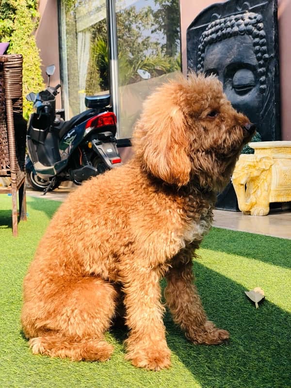 poodle age 1.5 year 0