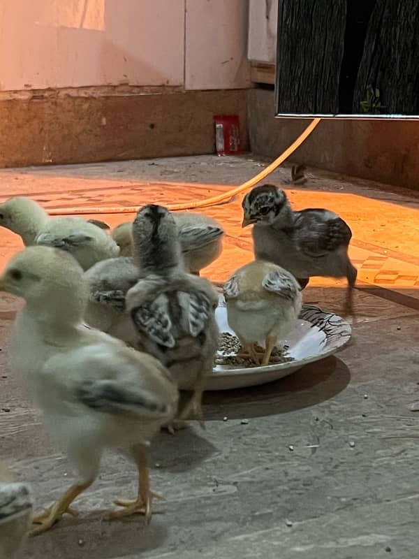 18 chicks for sale per piece 1000 0