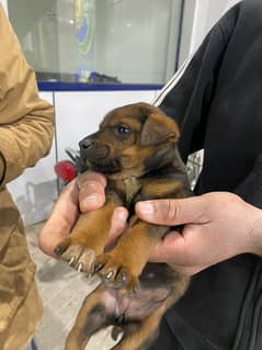 German shepherd puppy