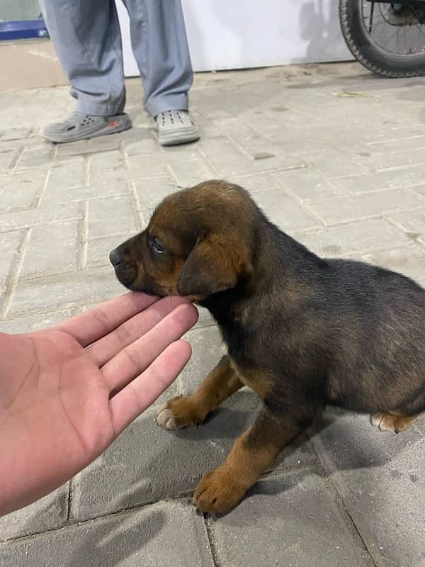 German shepherd puppy 1