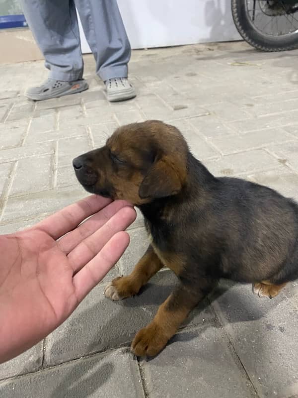 German shepherd puppy 3