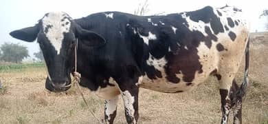 First time kheeri Seven Month pregnant cow