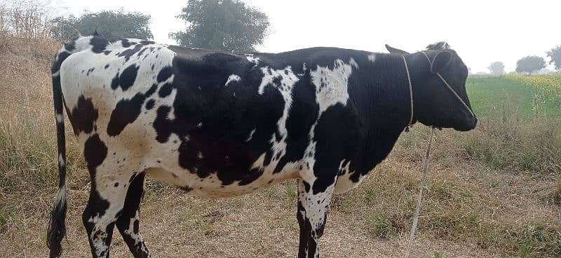 First time kheeri Seven Month pregnant cow 1