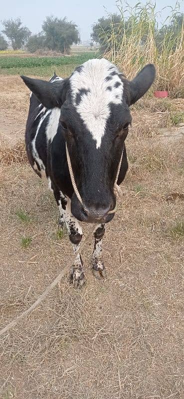 First time kheeri Seven Month pregnant cow 2