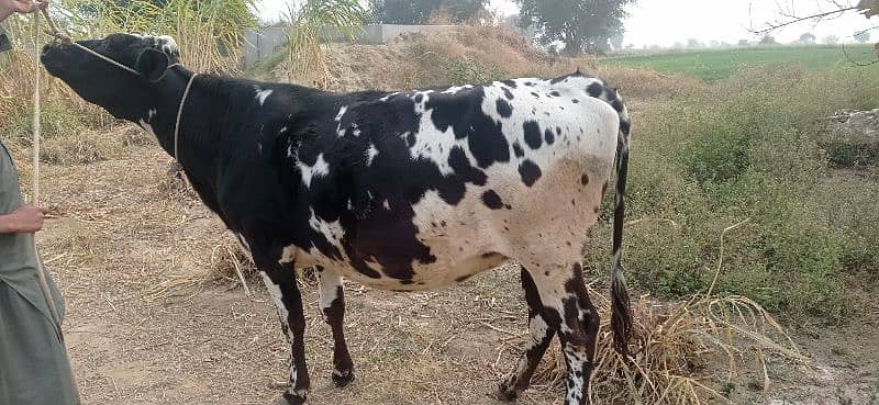 First time kheeri Seven Month pregnant cow 3