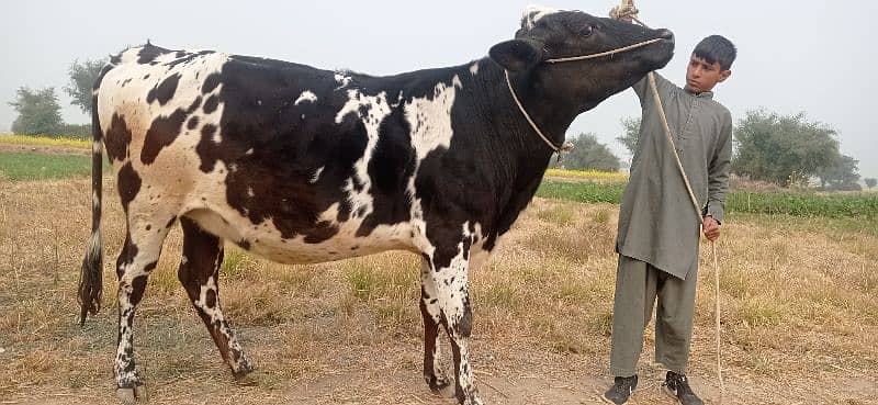 First time kheeri Seven Month pregnant cow 4