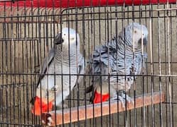 African Grey Parrot Breeder Pair