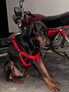 Doberman Male