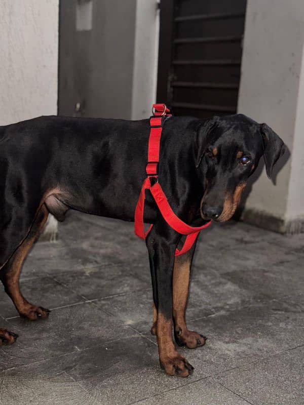 Doberman Male 1