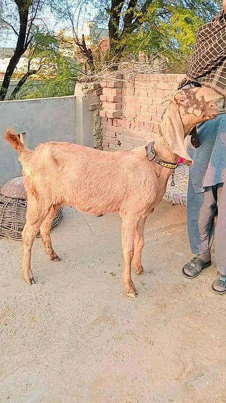 bital bakri 2.15 month gaban location jhelum cant 03049952077 0