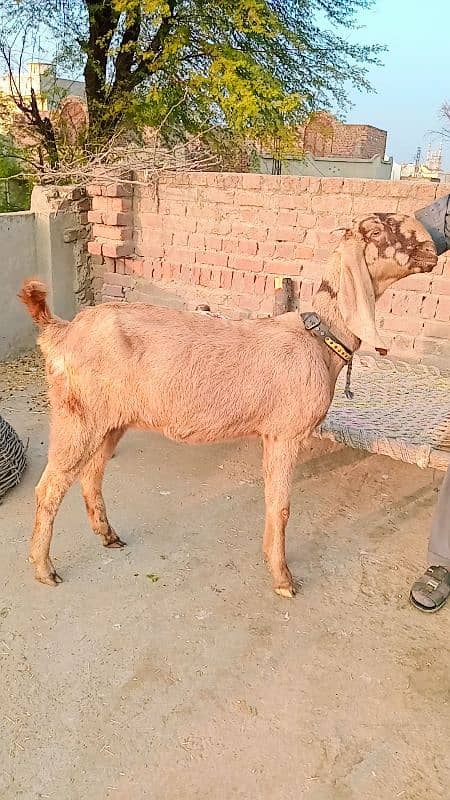 bital bakri 2.15 month gaban location jhelum cant 03049952077 1