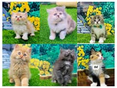 Persian hamalian british punch face piki face cat's and kitten's