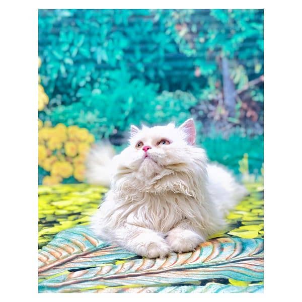 Persian hamalian british punch face piki face cat's and kitten's 3