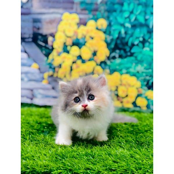 Persian hamalian british punch face piki face cat's and kitten's 6