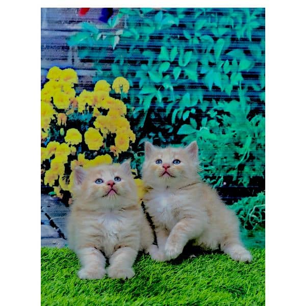 Persian hamalian british punch face piki face cat's and kitten's 9