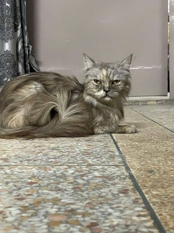 Persian cat for sale 0