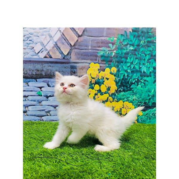 Persian hamalian british punch face piki face cat's and kitten's 11