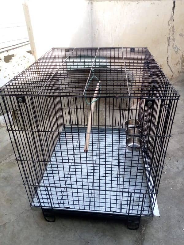 big size cage ring neck and Pahari  gry parrot sale 0