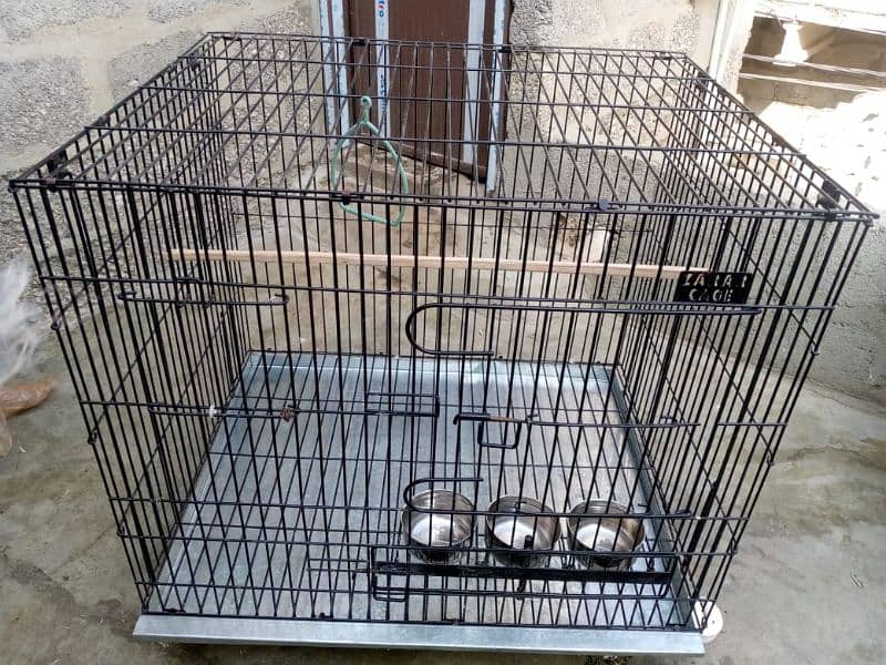 big size cage ring neck and Pahari  gry parrot sale 2