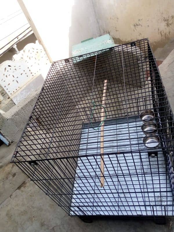 big size cage ring neck and Pahari  gry parrot sale 4