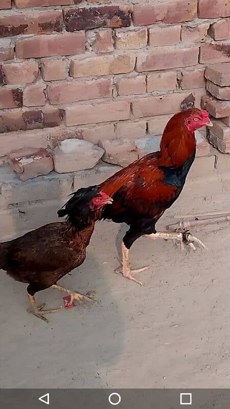 Aseel chiks for sale 03038026175 4