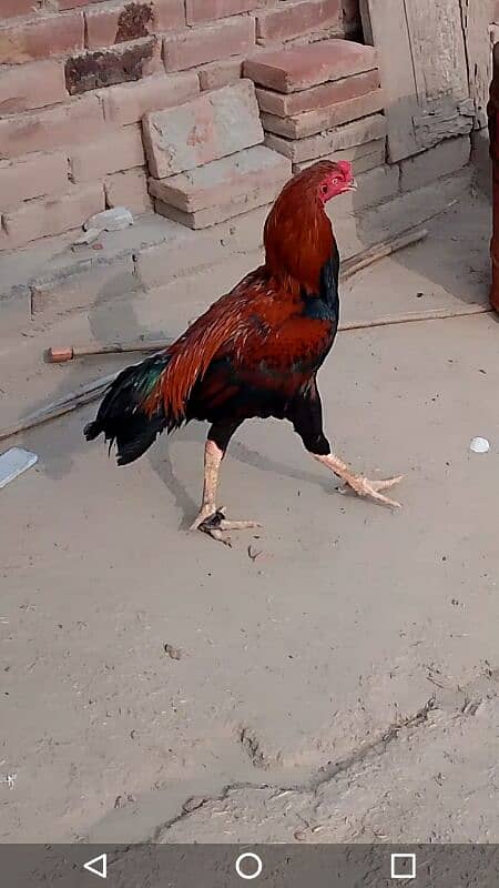 Aseel chiks for sale 03038026175 5