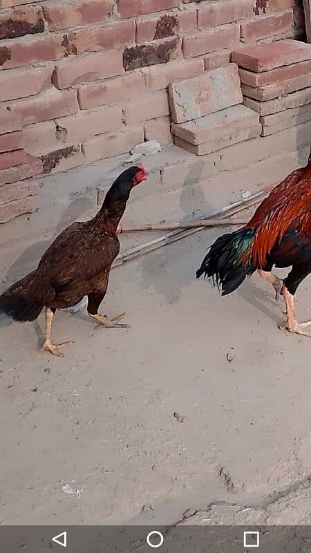 Aseel chiks for sale 03038026175 6