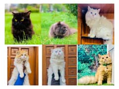 Persian hamalian british punch face piki face cat's and kitten's