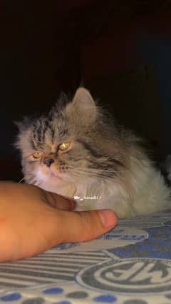 Persian Male Cat